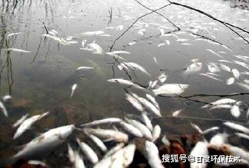 養了一年多的龍魚突然撞缸了什么原因：養了一年多的龍魚突然撞缸了，原因分析與應對策略 養了一年多的龍魚突然撞缸了什么原因：養了一年多的龍魚突然撞缸了，原因分析與應對策略 龍魚百科 第2張