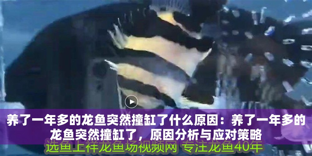 養了一年多的龍魚突然撞缸了什么原因：養了一年多的龍魚突然撞缸了，原因分析與應對策略 養了一年多的龍魚突然撞缸了什么原因：養了一年多的龍魚突然撞缸了，原因分析與應對策略 龍魚百科 第1張