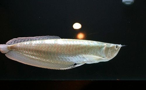 你知道銀龍魚長什么樣子：銀龍魚具有獨特的體型和色彩特征，水族養殖中廣受歡迎
