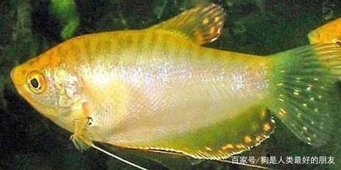 龍魚分公母嗎：如何區(qū)分龍魚公母
