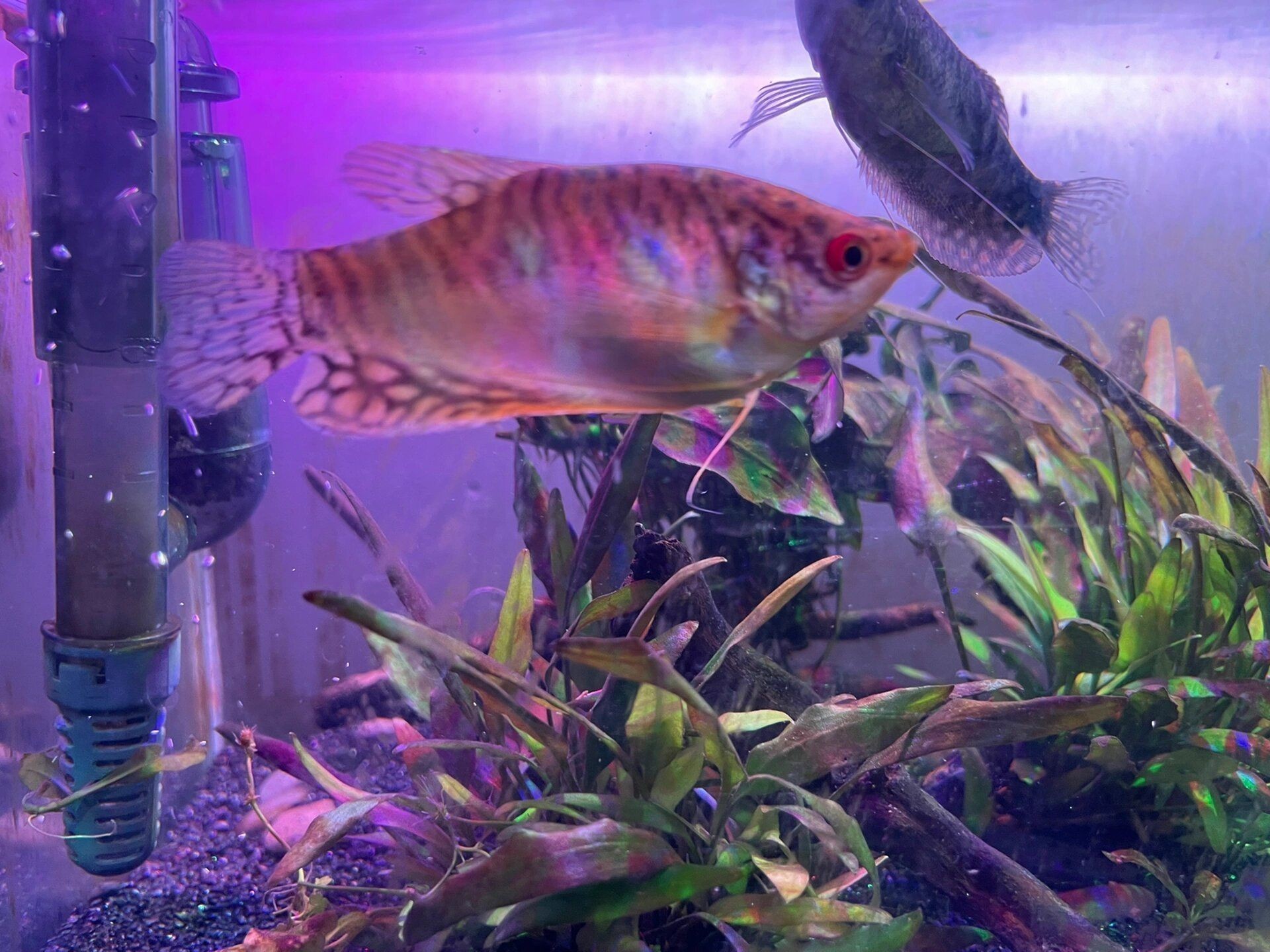 龍魚分公母嗎：如何區(qū)分龍魚公母