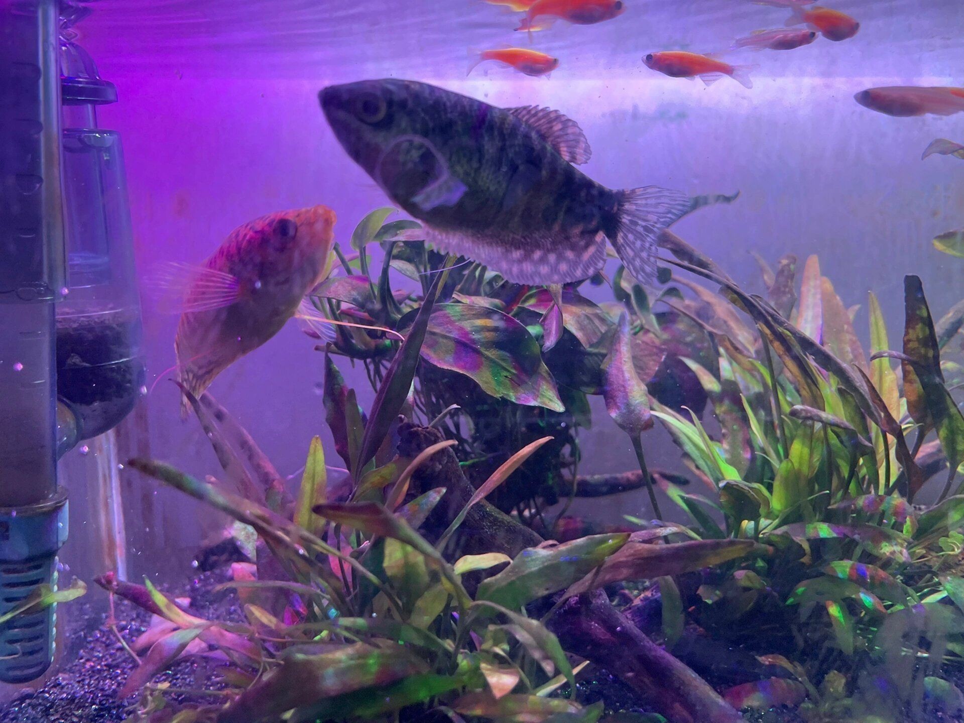 龍魚分公母嗎：如何區(qū)分龍魚公母