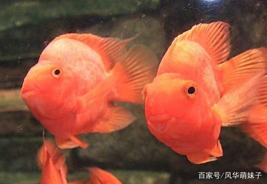 龍魚吃了吐吐了吃什么藥：龍魚吃了吐吐了吃什么藥，
