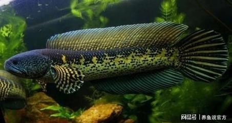 雷龍魚哪個品種比較兇，雷龍魚哪個品種兇猛 雷龍魚哪個品種比較兇，雷龍魚哪個品種兇猛 龍魚百科 第1張