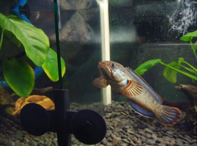 雷龍魚哪個品種比較兇，雷龍魚哪個品種兇猛 雷龍魚哪個品種比較兇，雷龍魚哪個品種兇猛 龍魚百科 第4張