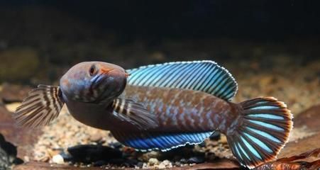 雷龍魚吃什么小魚：如何判斷雷龍魚營養過剩