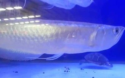 銀龍魚食物多樣性實(shí)踐：銀龍魚的食物多樣性實(shí)踐的研究表明銀龍魚的飲食策略 銀龍魚食物多樣性實(shí)踐：銀龍魚的食物多樣性實(shí)踐的研究表明銀龍魚的飲食策略 龍魚百科 第1張