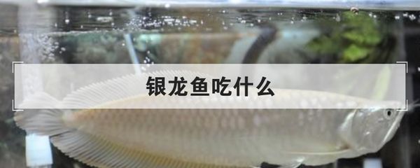 銀龍魚食物多樣性實(shí)踐：銀龍魚的食物多樣性實(shí)踐的研究表明銀龍魚的飲食策略 銀龍魚食物多樣性實(shí)踐：銀龍魚的食物多樣性實(shí)踐的研究表明銀龍魚的飲食策略 龍魚百科 第5張