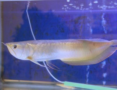 銀龍魚食物多樣性實(shí)踐：銀龍魚的食物多樣性實(shí)踐的研究表明銀龍魚的飲食策略 銀龍魚食物多樣性實(shí)踐：銀龍魚的食物多樣性實(shí)踐的研究表明銀龍魚的飲食策略 龍魚百科 第3張