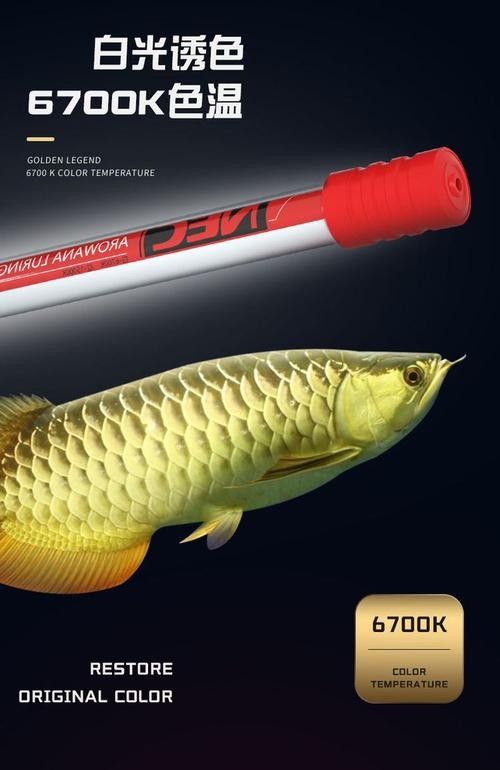 龍魚用什么燈光最好看圖片