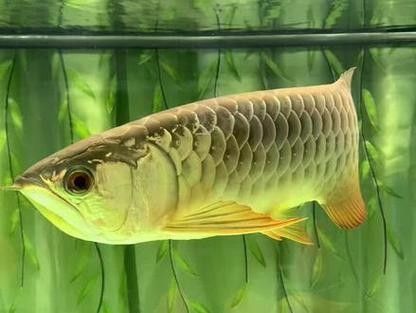 龍魚用什么燈光最好看圖片