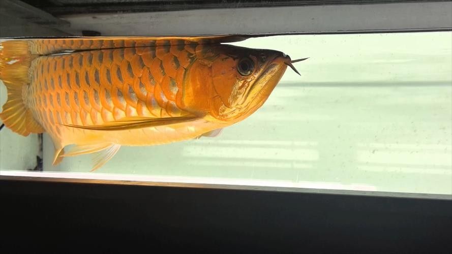龍魚用什么燈光最好看圖片