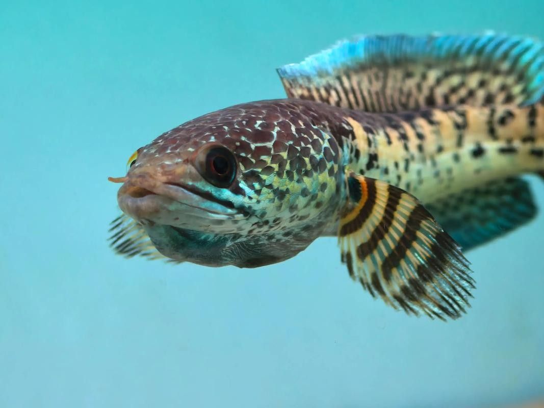 雷龍魚怎樣分公母圖解