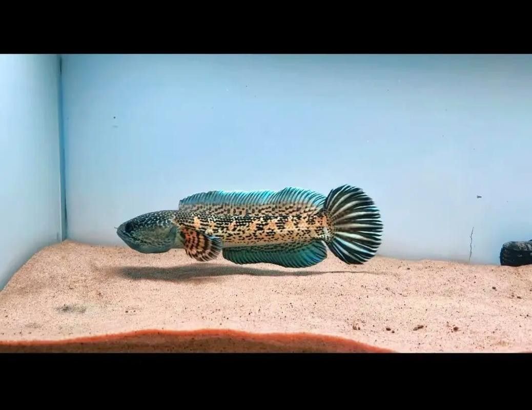 雷龍魚怎樣分公母圖解
