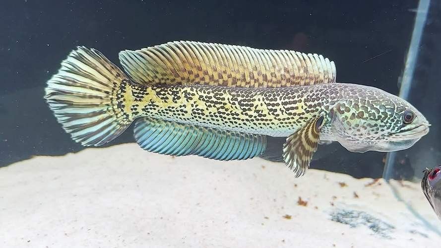 雷龍魚怎樣分公母圖解