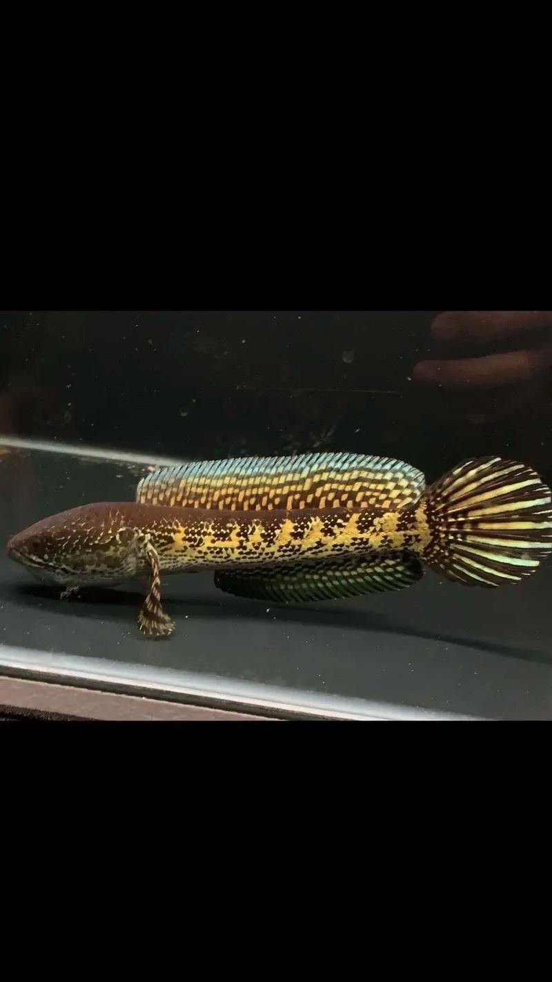 雷龍魚怎樣分公母圖解