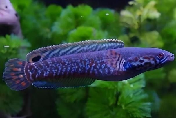 雷龍魚怎樣分公母圖解