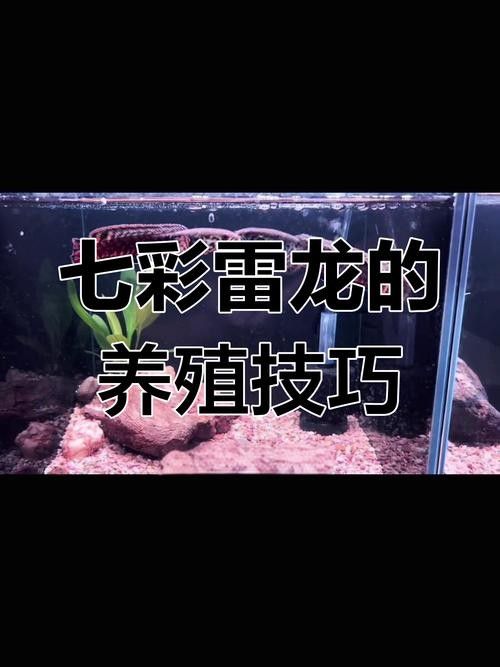 雷龍魚怎樣分公母圖解