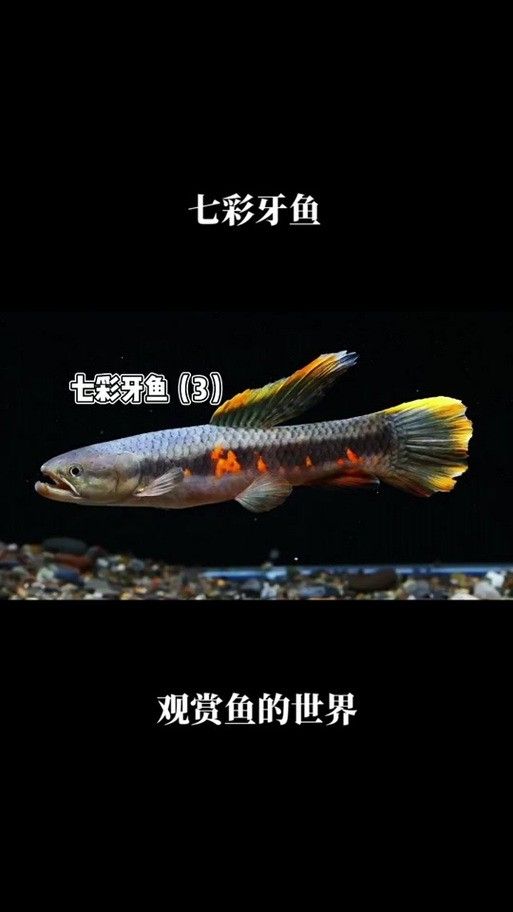 雷龍魚怎樣分公母圖解