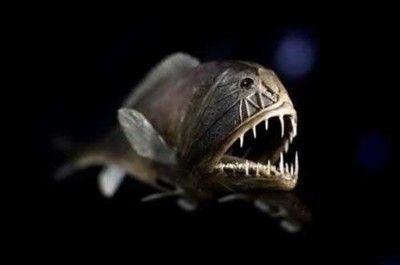 龍魚頻繁張嘴閉嘴（龍魚頻繁張嘴閉嘴可能由多種因素引起龍魚搖頭張嘴）