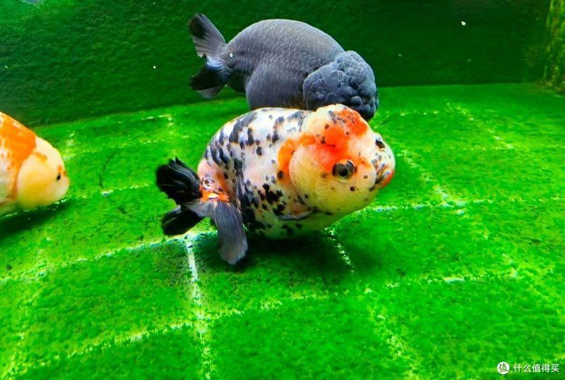 金魚養白色的好嗎