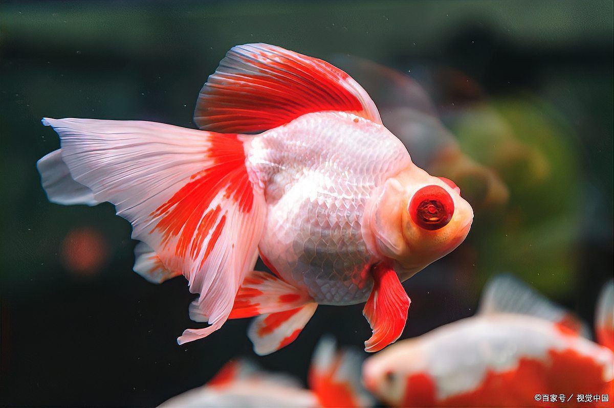 金魚養白色的好嗎