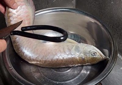 銀龍魚魚須發(fā)爛咋回事（銀龍魚魚須發(fā)爛可能是由多種因素引起的）