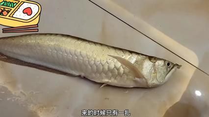 銀龍魚魚須發爛咋回事（銀龍魚魚須發爛可能是由多種因素引起的）