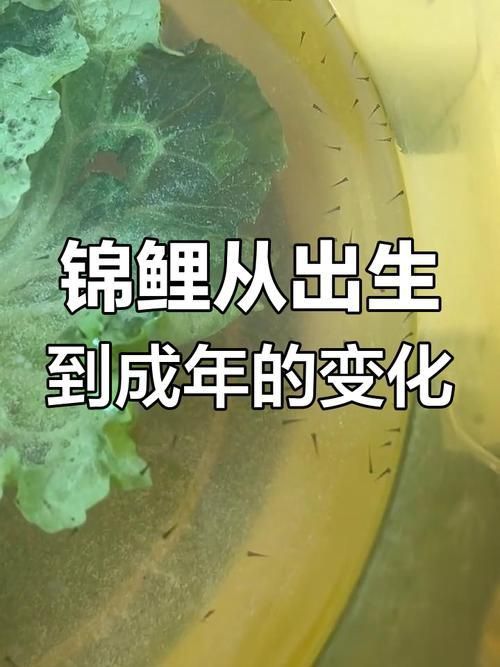 錦鯉成長過程圖