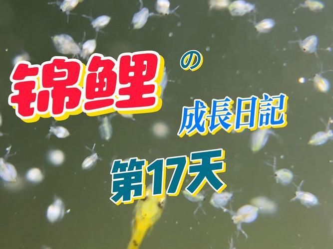 錦鯉成長過程圖