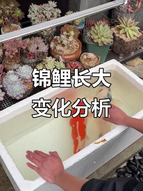 錦鯉成長過程圖
