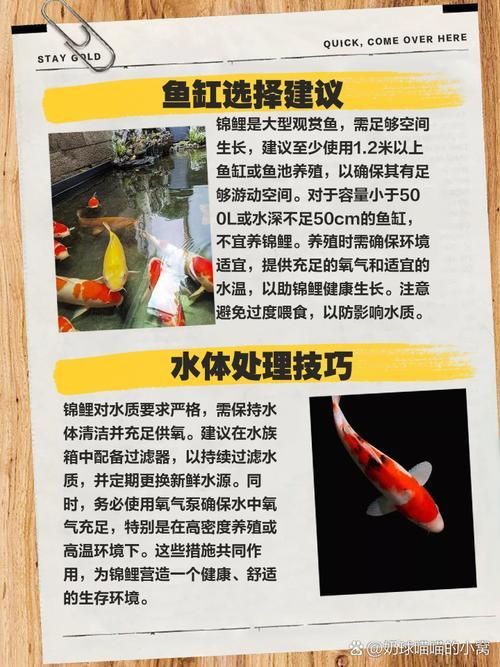 錦鯉成長過程圖