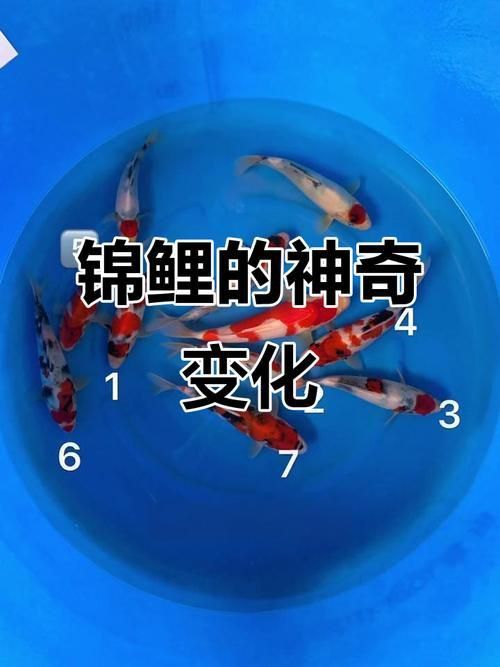 錦鯉成長過程圖