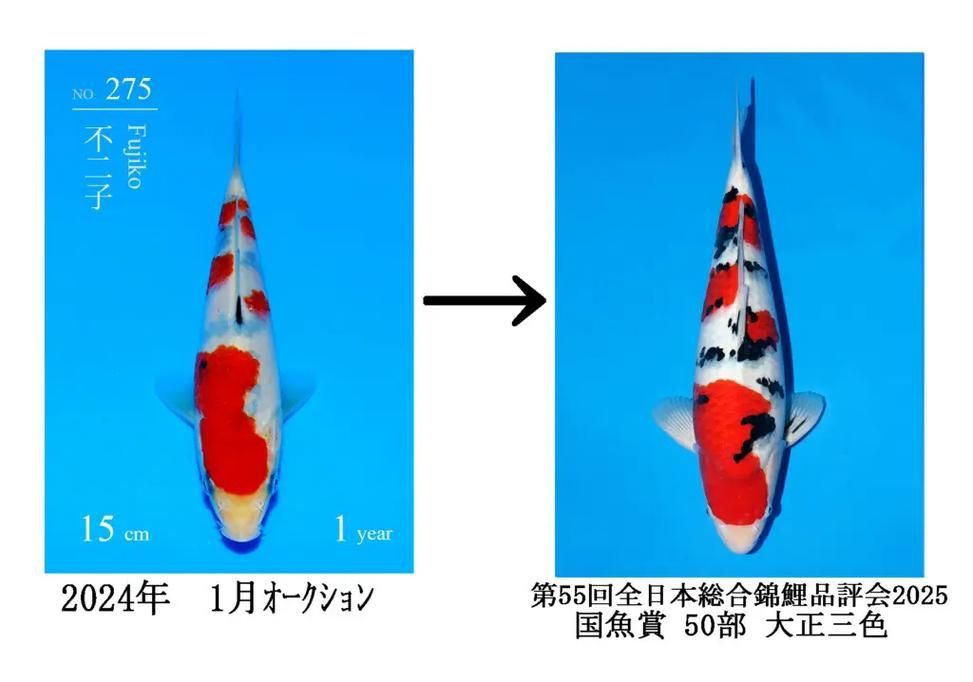 錦鯉成長過程圖