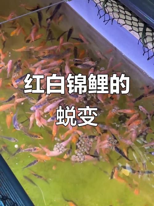 錦鯉成長過程圖
