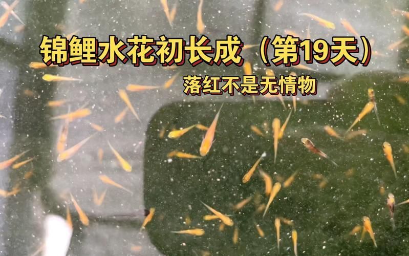 錦鯉成長過程圖