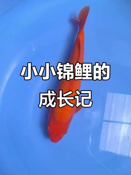 錦鯉成長過程圖