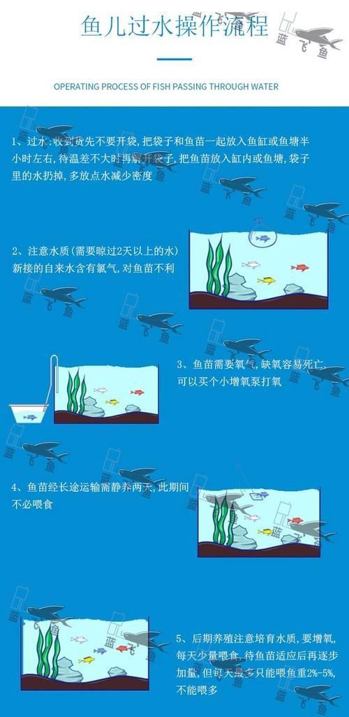 錦鯉成長過程圖