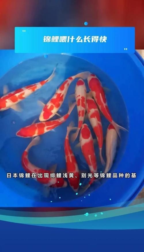 錦鯉成長過程圖