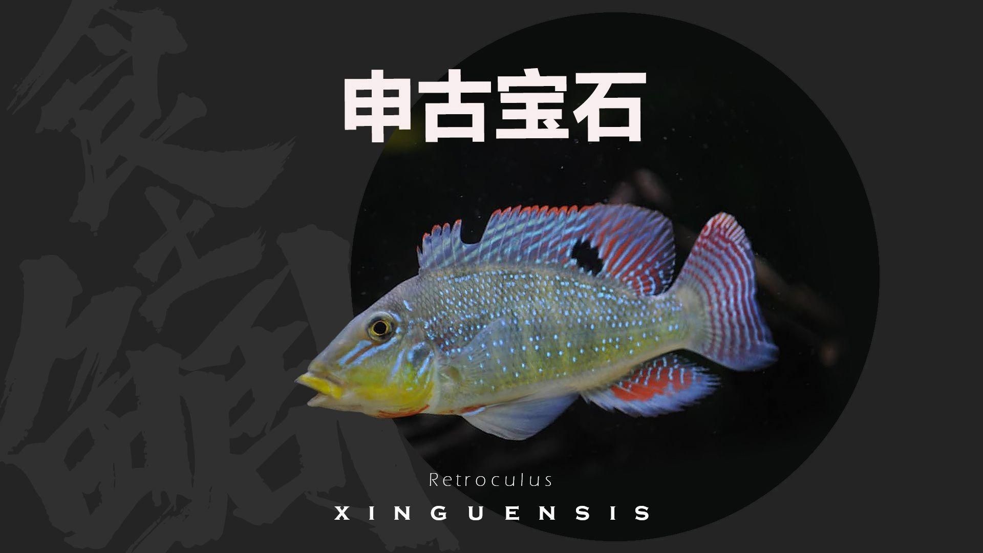 藍唇寶石和申古寶石