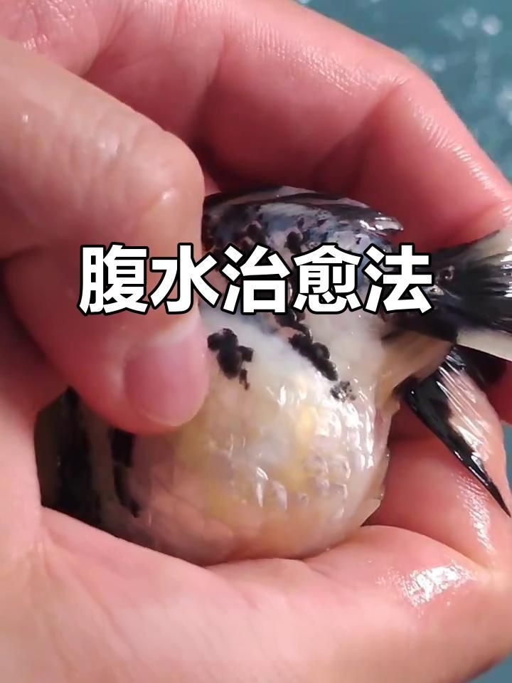 治療魚腹水需要多久見效