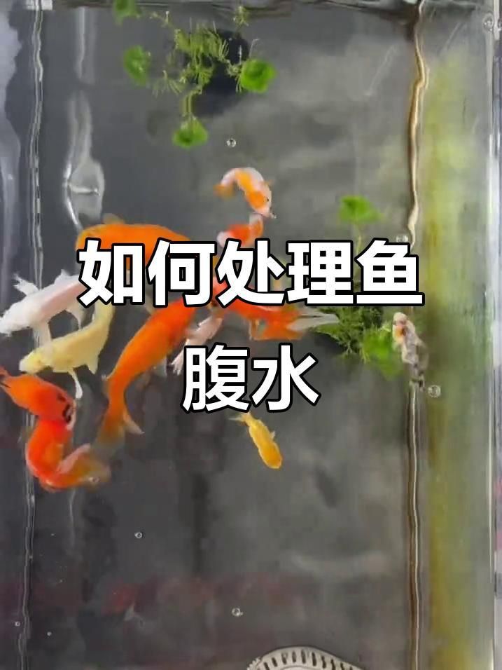 治療魚腹水需要多久見效