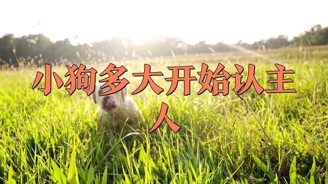 金龍養(yǎng)多久才能認主人 金龍養(yǎng)多久才能認主人 龍魚百科 第1張