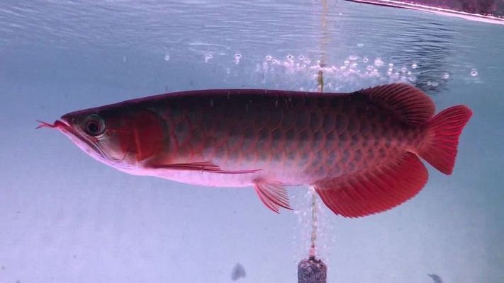 紅龍魚喂蝦紅素效果好嗎：蝦紅素對紅龍魚體色的影響