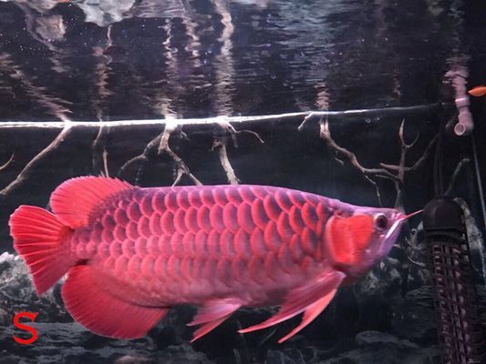 紅龍魚喂蝦紅素效果好嗎：蝦紅素對紅龍魚體色的影響