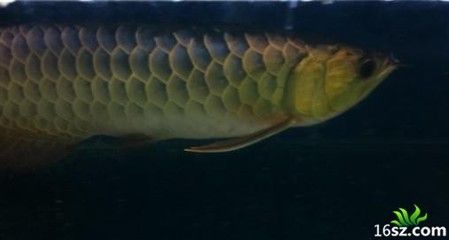 龍魚常見疾病及防治：關于龍魚的日常護理 龍魚常見疾病及防治：關于龍魚的日常護理 龍魚百科 第4張