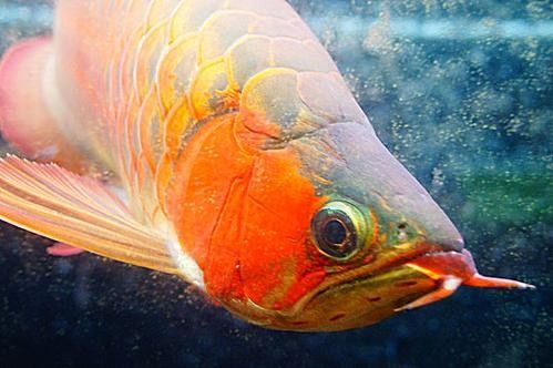 黃金龍魚多少錢一只圖片及價格