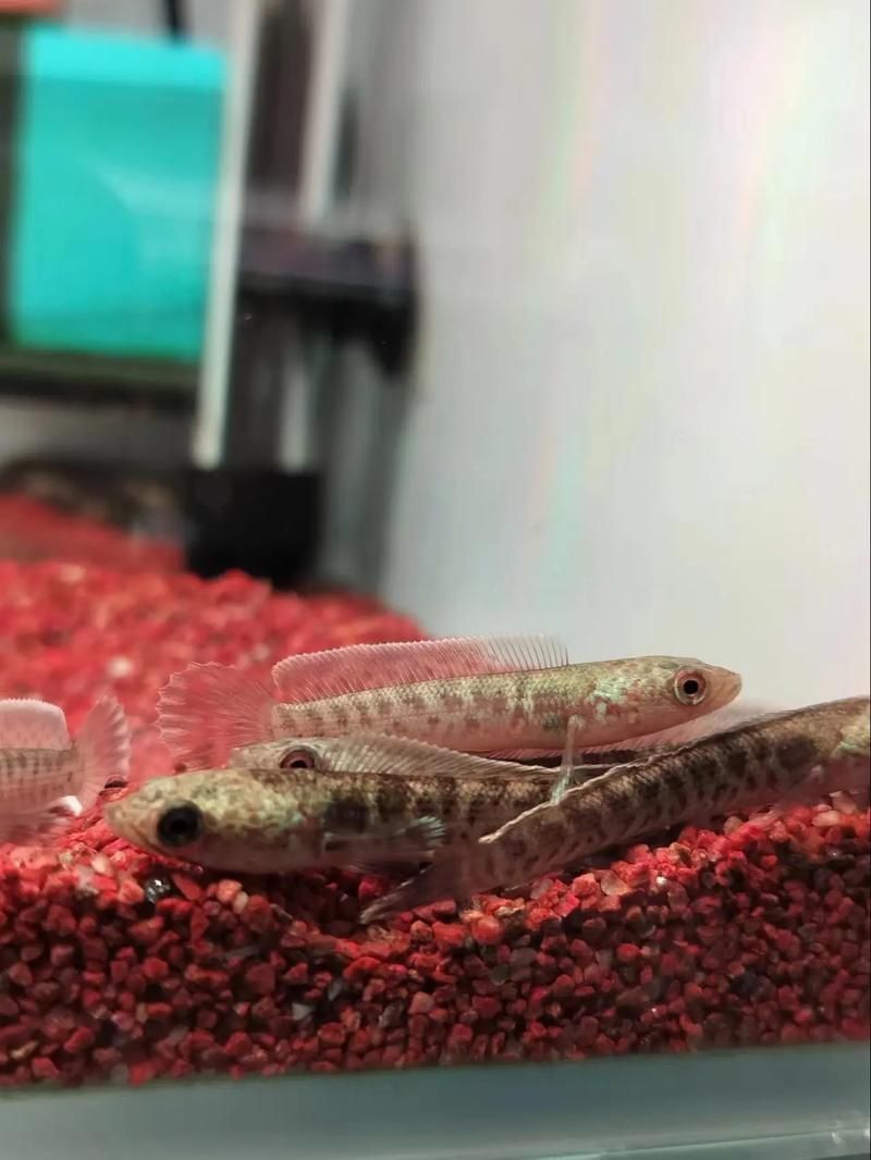 小金龍魚苗圖片