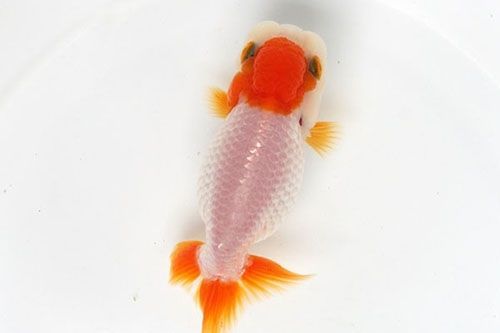 為什么紅龍魚這么貴：紅龍魚為什么這么貴？