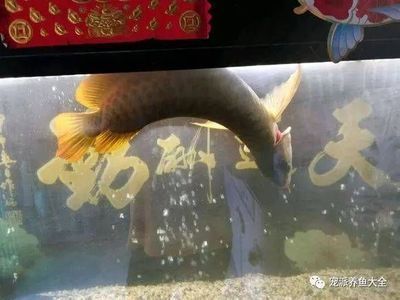 龍魚過水的最佳時間（新買的龍魚怎么洗）
